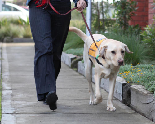 Hurley in training Guide Dogs Victoria